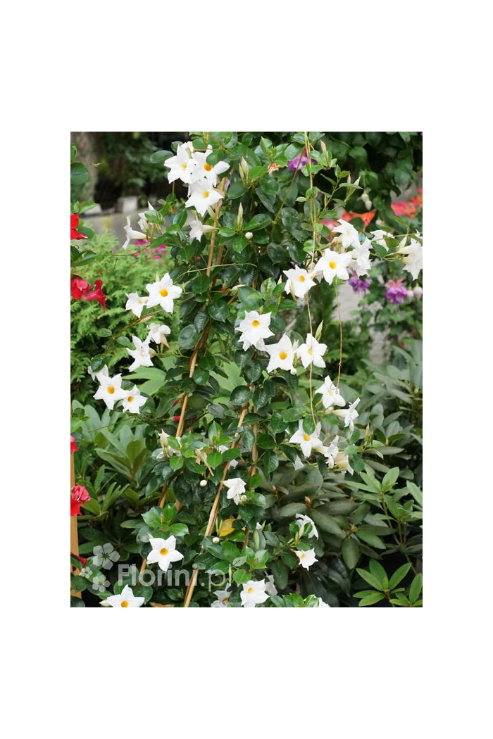 Sundaville 'White' | Sundaville