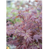 Klon palmowy 'Atropurpureum'| Acer palmatum