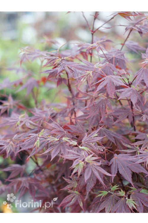 Klon palmowy 'Atropurpureum'| Acer palmatum