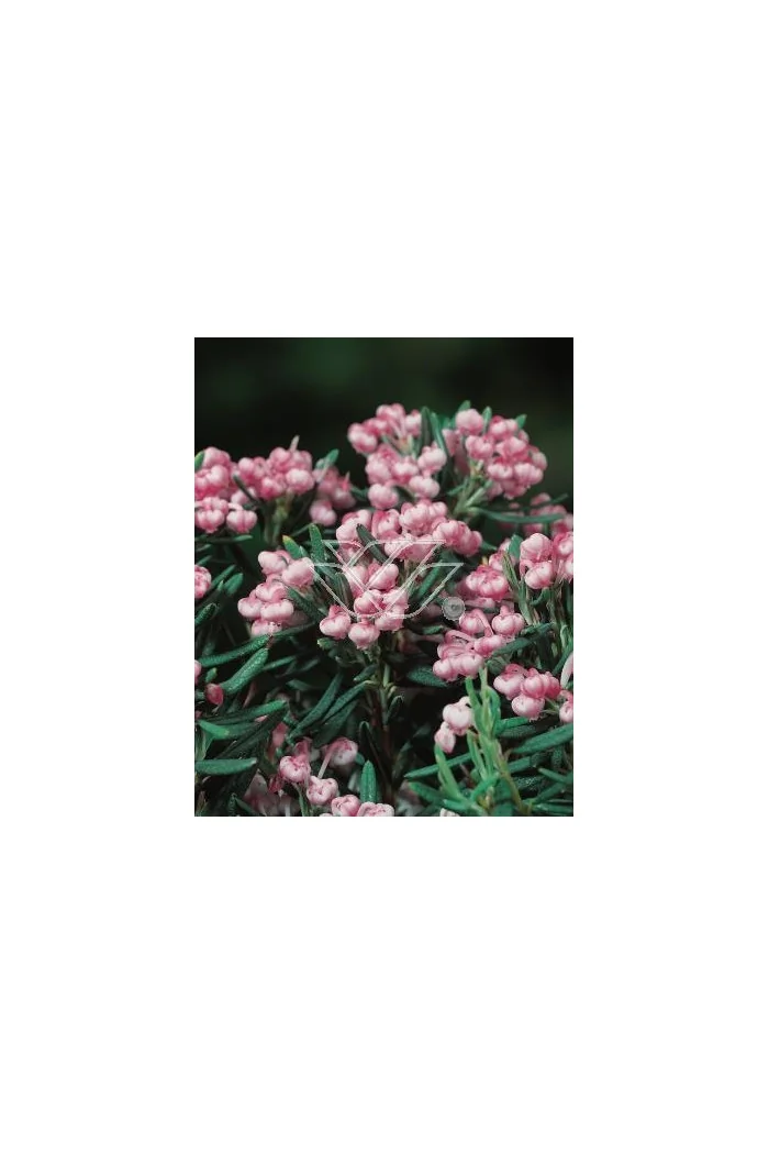 Modrzewnica pospolita 'Blue Ice' | Andromeda polifolia