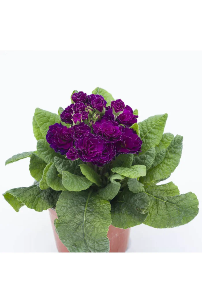 Pierwiosnek 'Belarina® Ruby Champagne' | Primula