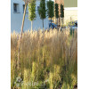 Trzcinnik ostrokwiatowy 'Karl Foerster' | Calamagrostis x acutiflora