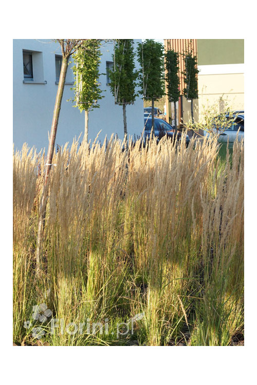 Trzcinnik ostrokwiatowy 'Karl Foerster' | Calamagrostis x acutiflora