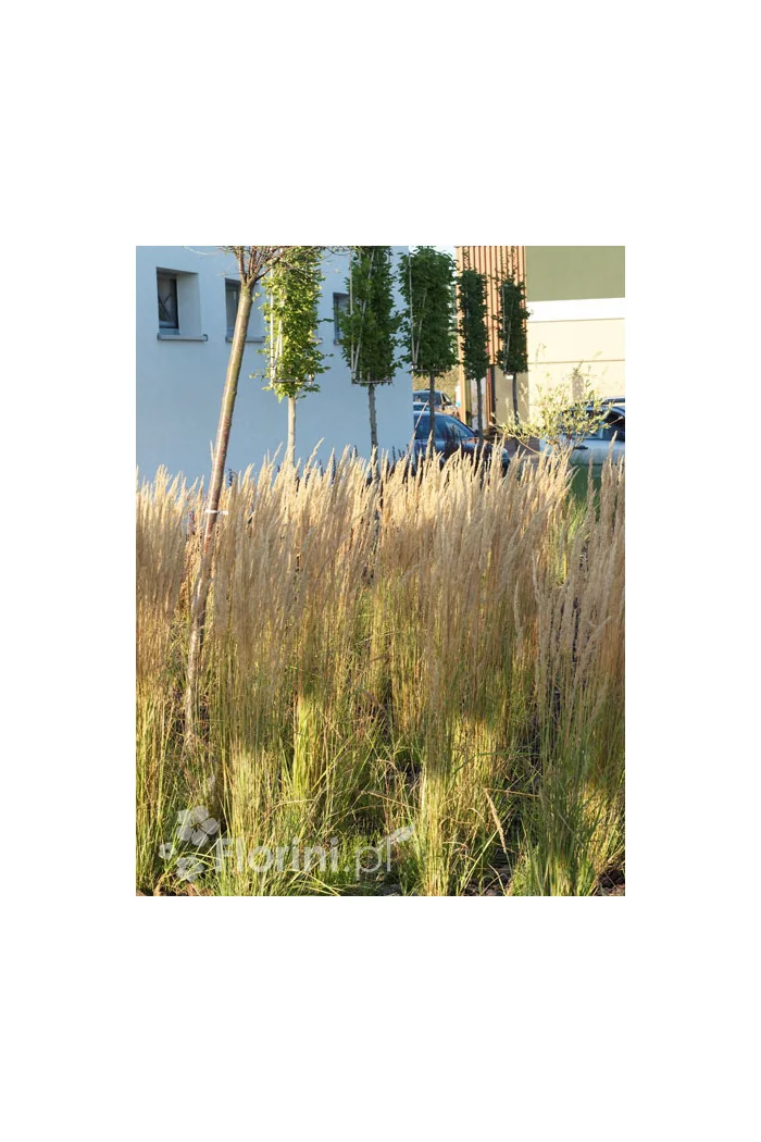 Trzcinnik ostrokwiatowy 'Karl Foerster' | Calamagrostis x acutiflora