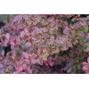 Berberys Thunberga 'Golden Ring' | Berberis thunbergii
