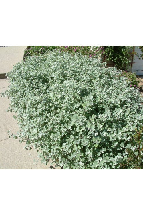 Gnafalium (Kocanki) 'Silver' div class'lat' Helichrysum petiolara /div