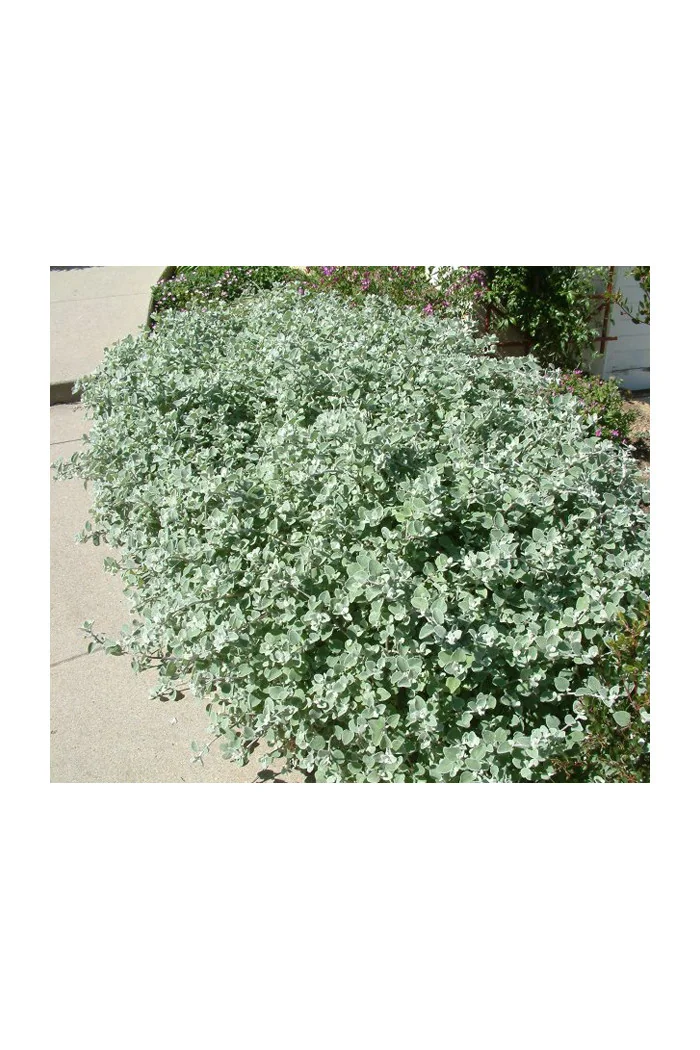 Gnafalium (Kocanki) 'Silver' div class'lat' Helichrysum petiolara /div