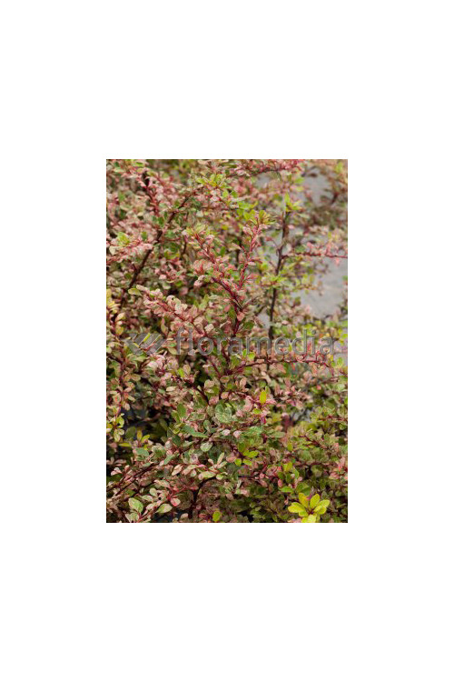 Berberys Thunberga 'Natasza' | Berberis thunbergii