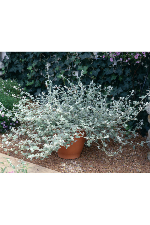 Gnafalium (Kocanki) 'Silver' div class'lat' Helichrysum petiolara /div