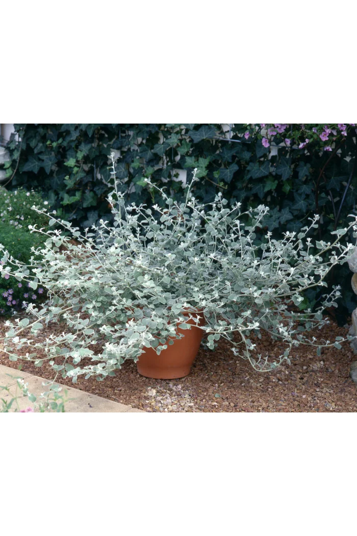 Gnafalium (Kocanki) 'Silver' div class'lat' Helichrysum petiolara /div