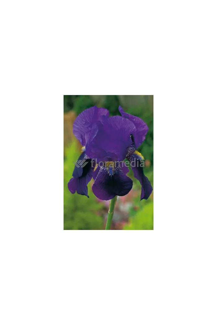 Kosaciec (Irys) bródkowy 'Black Knight' | Iris germanica
