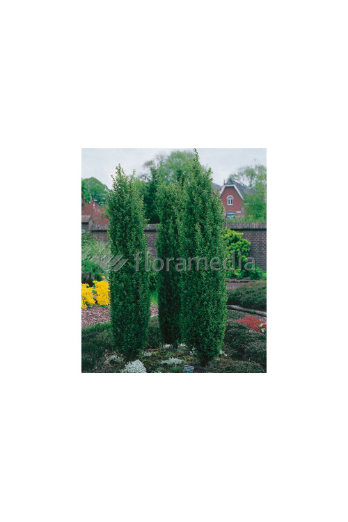 Cis pospolity 'Wojtek' Taxus baccata