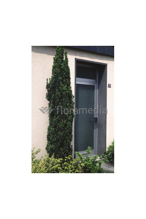 Cis pospolity 'Wojtek' Taxus baccata