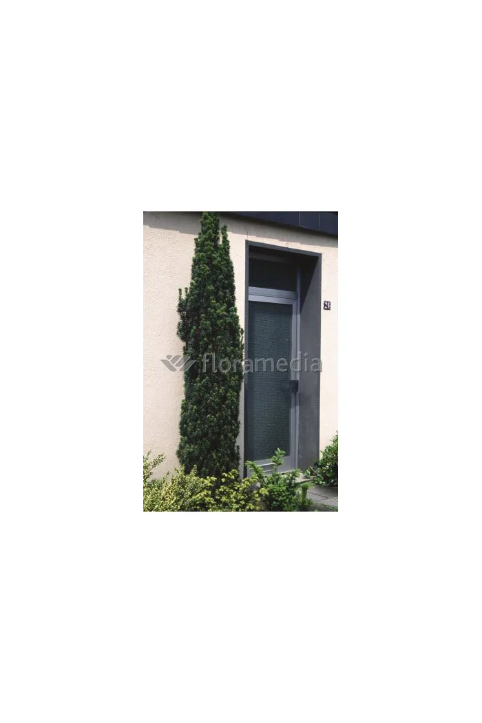 Cis pospolity 'Wojtek' Taxus baccata