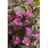 Krzewuszka cudowna 'Ruby Queen' | Weigela florida