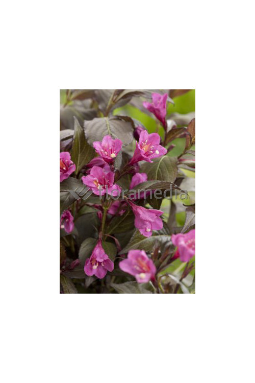 Krzewuszka cudowna 'Ruby Queen' | Weigela florida