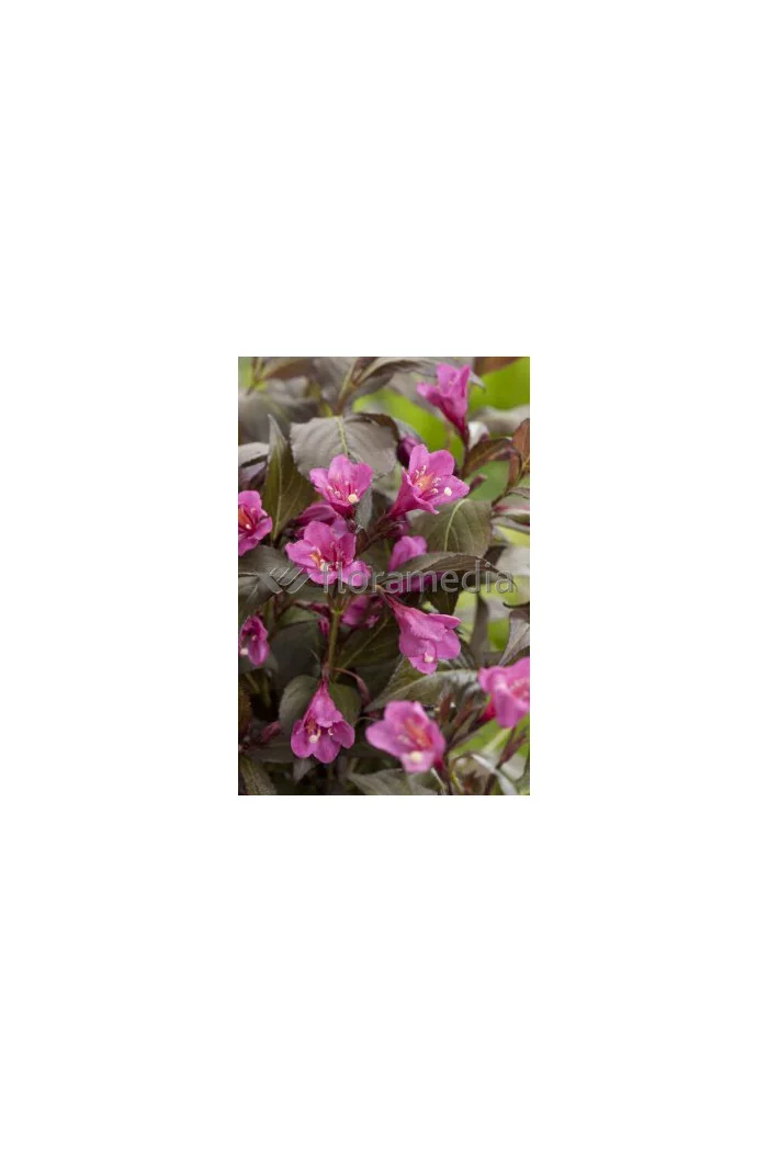 Krzewuszka cudowna 'Ruby Queen' | Weigela florida