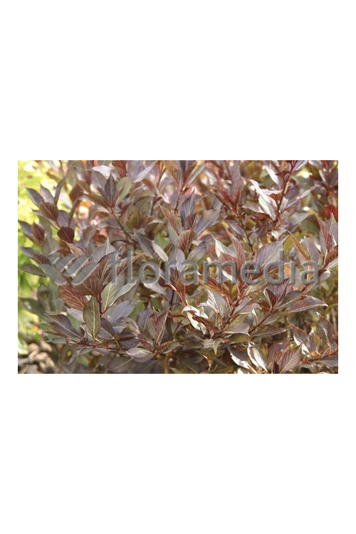 Krzewuszka cudowna 'Ruby Queen' | Weigela florida