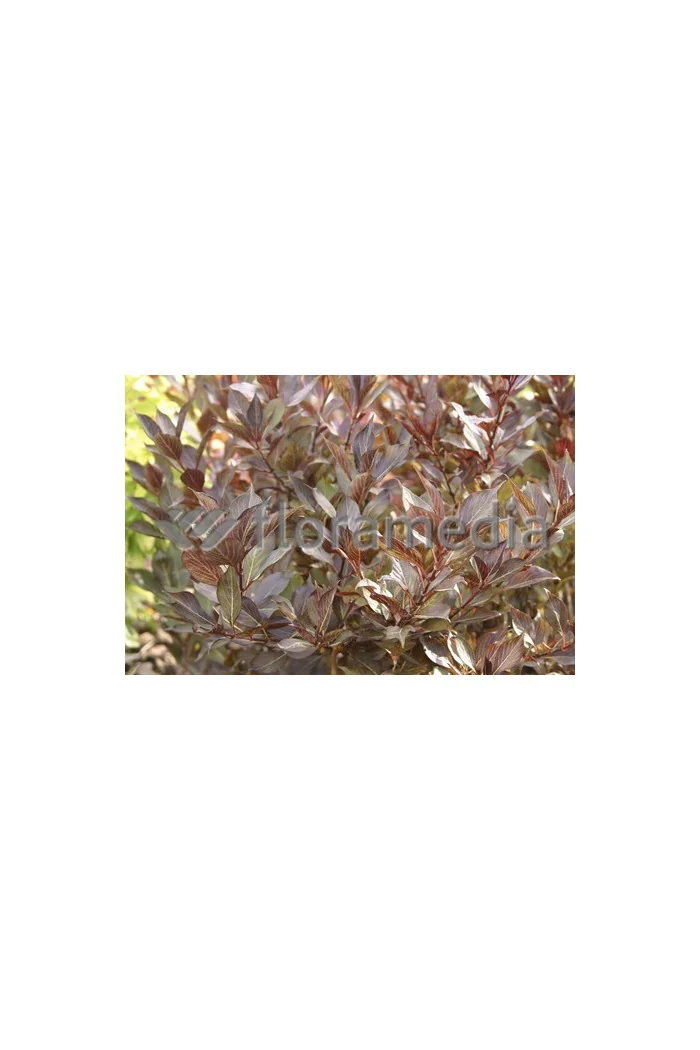 Krzewuszka cudowna 'Ruby Queen' | Weigela florida