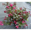 Krzewuszka cudowna 'Ruby Queen' | Weigela florida