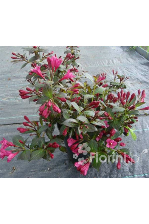 Krzewuszka cudowna 'Ruby Queen' | Weigela florida