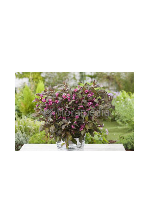 Krzewuszka cudowna 'Ruby Queen' | Weigela florida