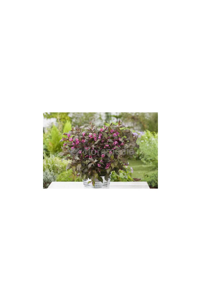 Krzewuszka cudowna 'Ruby Queen' | Weigela florida