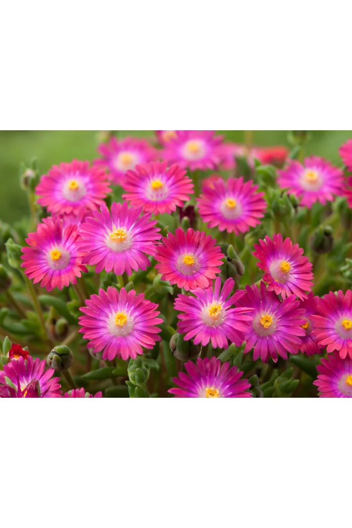 Słonecznica 'Jewel of Desert Amethyst' | Delosperma