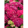 Hortensja 'Curly Sparkle Purple' | Hydrangea macrophylla