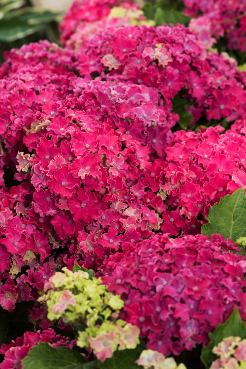 Hortensja 'Curly Sparkle Purple' | Hydrangea macrophylla