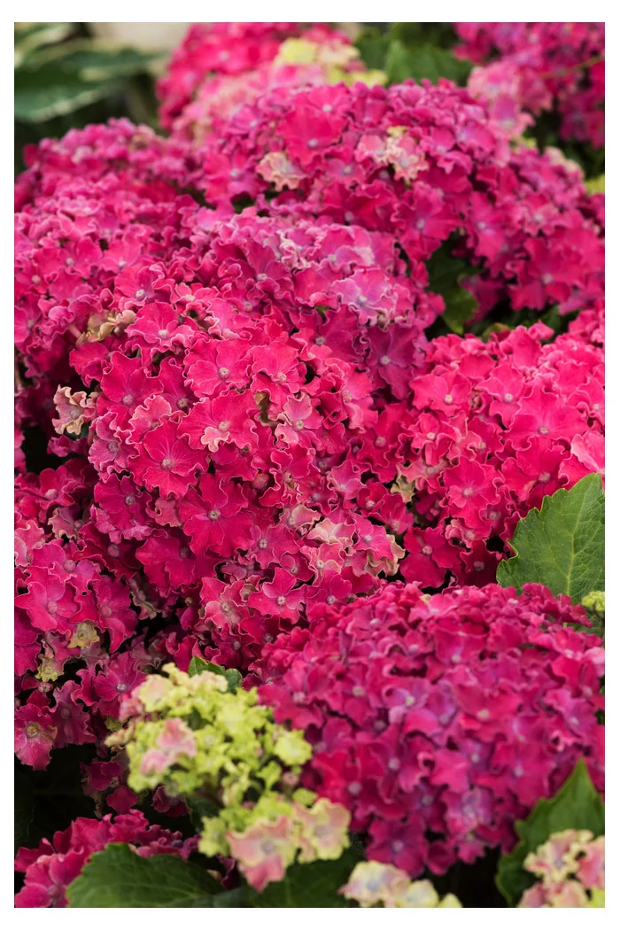 Hortensja 'Curly Sparkle Purple' | Hydrangea macrophylla