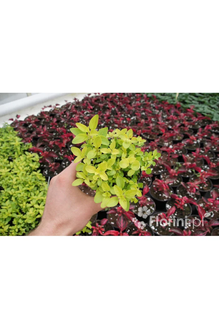 Lebiodka pospolita (Oregano) | Origanum vulgare