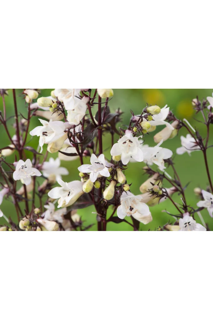 Penstemon naparstnic. 'Husker's Red' | Penstemon digitalis