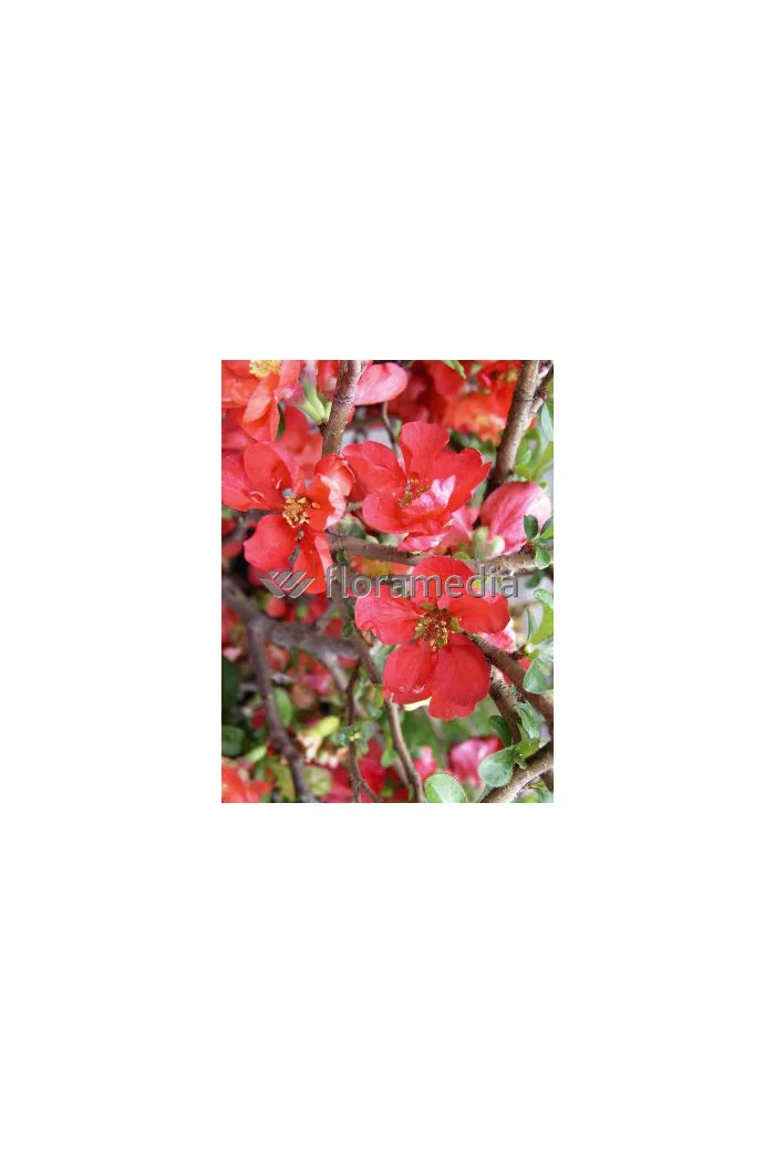 Pigwowiec 'Fire Dance' Chaenomeles × superba