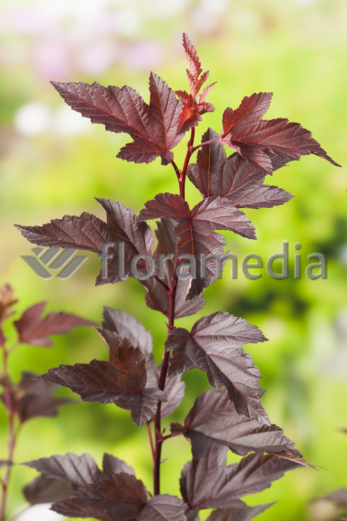 Pęcherznica kalinolistna 'Diable d'Or' | Physocarpus opulifolius
