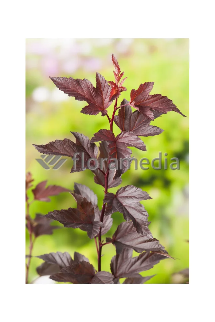 Pęcherznica kalinolistna 'Diable d'Or' | Physocarpus opulifolius