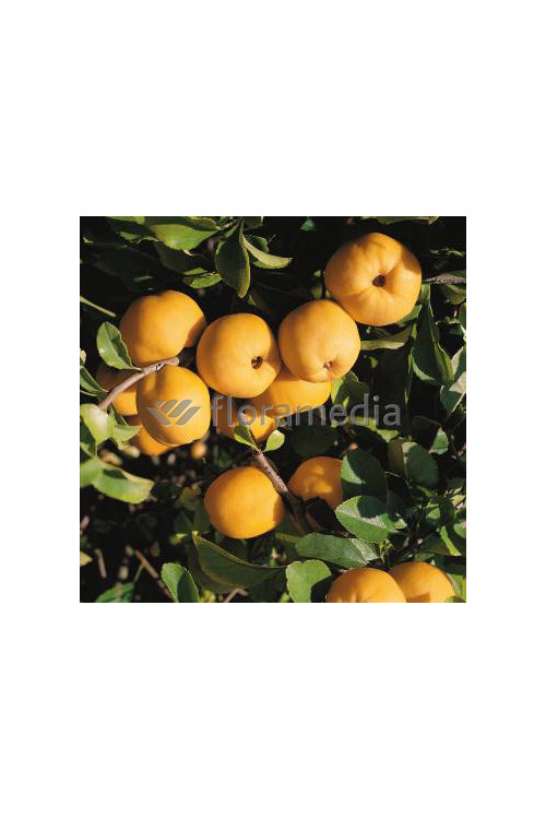 Pigwowiec 'Fire Dance' Chaenomeles × superba