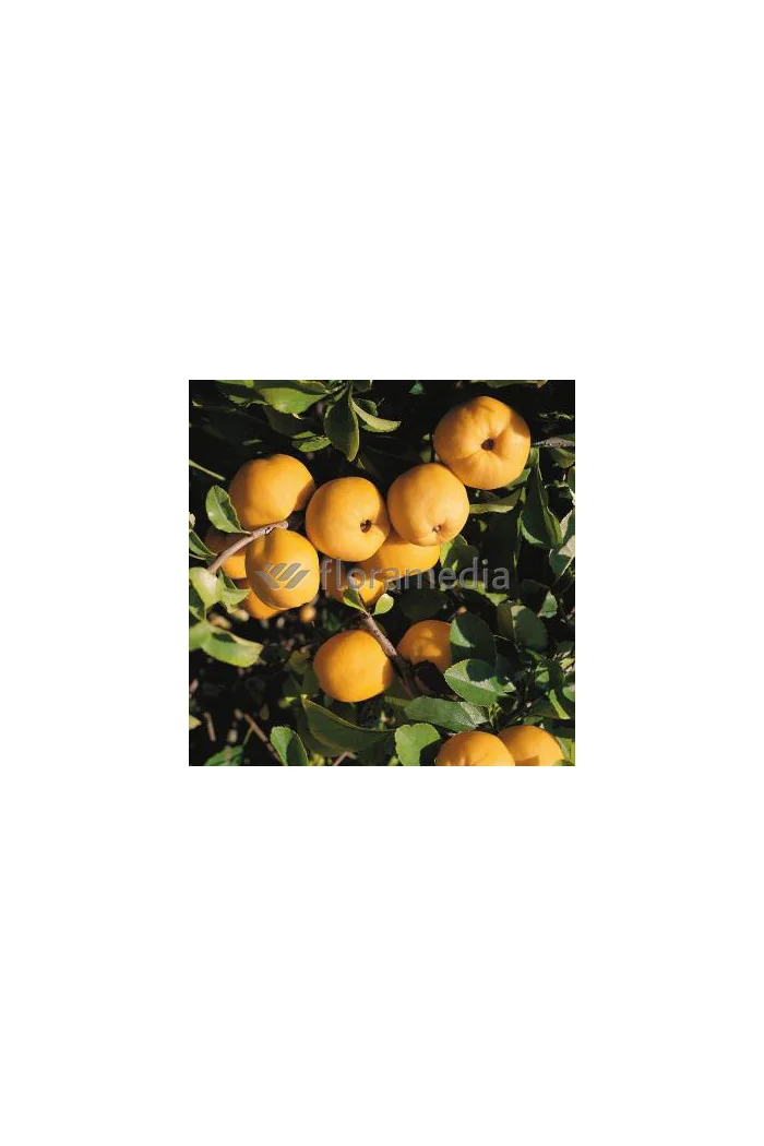 Pigwowiec 'Fire Dance' Chaenomeles × superba