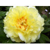 Piwonia 'ITOH Bartzella' Paeonia