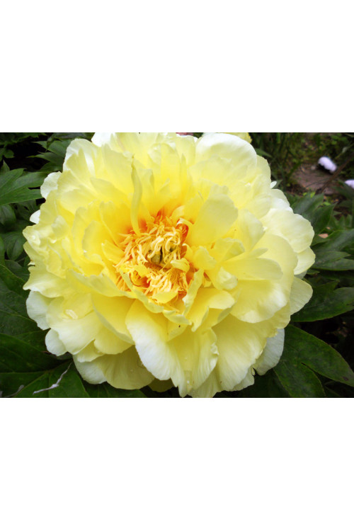 Piwonia 'ITOH Bartzella' Paeonia