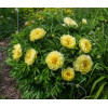 Piwonia 'ITOH Bartzella' Paeonia
