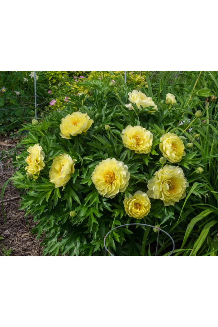 Piwonia 'ITOH Bartzella' Paeonia