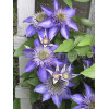 Powojnik 'Multi Blue' | Clematis
