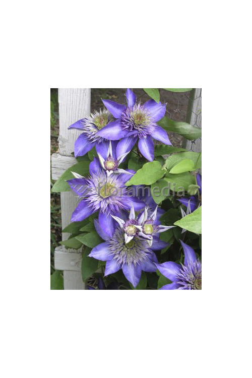 Powojnik 'Multi Blue' | Clematis
