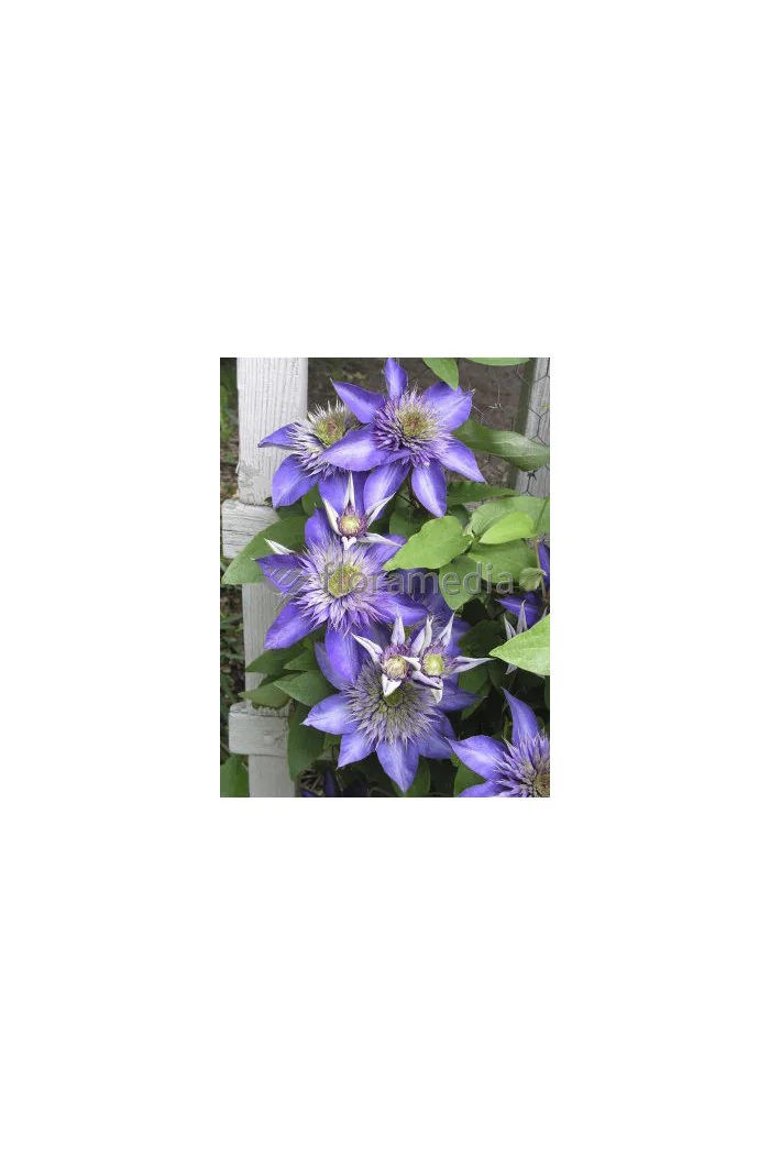 Powojnik 'Multi Blue' | Clematis