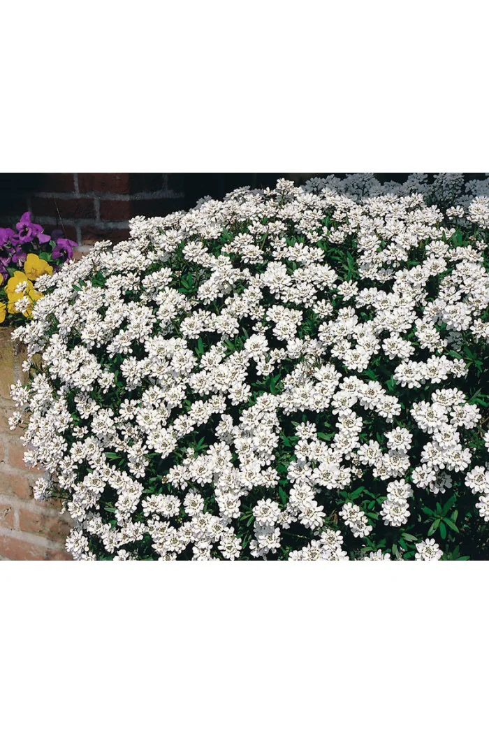 Ubiorek wieczniezielony 'Fischbeck' | Iberis sempervirens