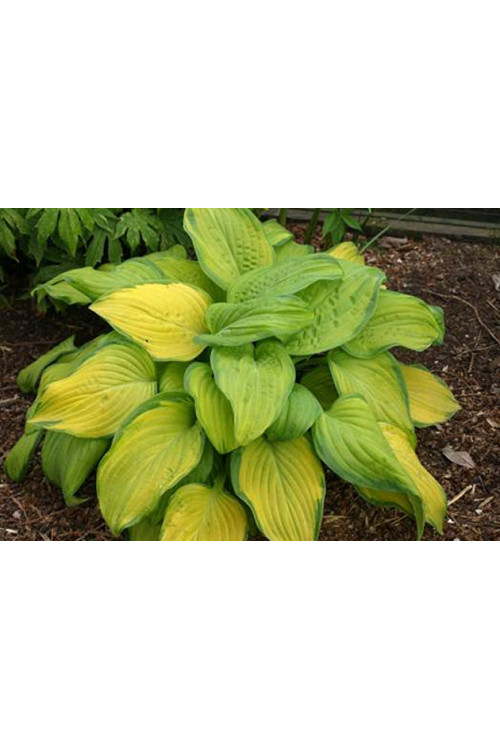 funkia, hosta, funkia stained glass, hosta stained glass