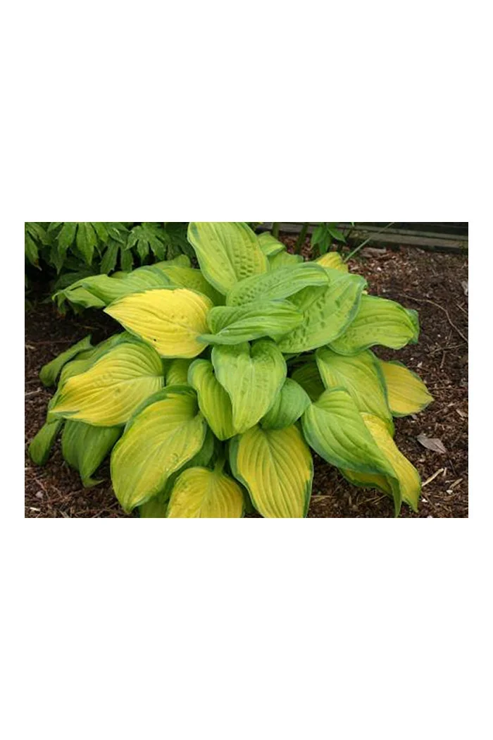 funkia, hosta, funkia stained glass, hosta stained glass