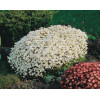 Skalnica arendsa 'Rockies White' Saxifraga x arendsii