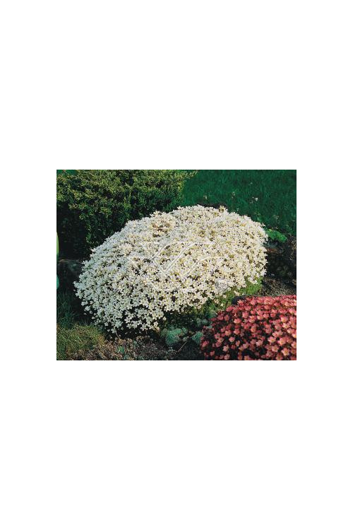 Skalnica arendsa 'Rockies White' Saxifraga x arendsii
